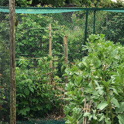 Small Image of 5m x 10m* Bird Netting Green Woven Garden
